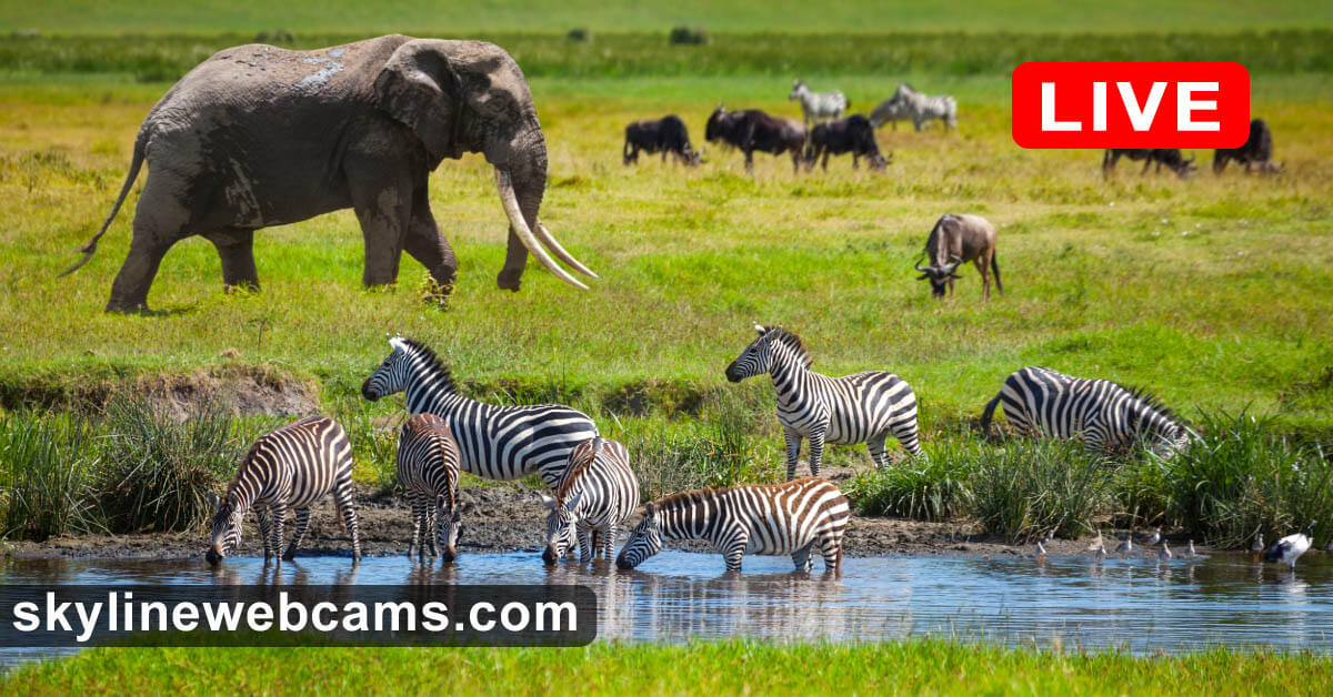 Elephants, zebras and other animals gathered at a green waterhole in Tsavo East National Park, Kenya