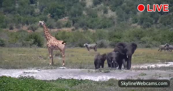 A giraffe stands tall beside a group of elephants at the Tau waterhole, zebras visible in background scrubland