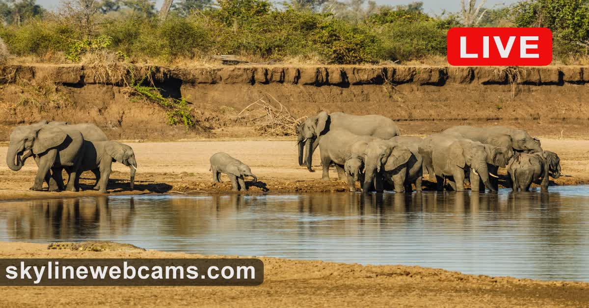 A herd of elephants drinking at the Luangwa River -- adults and young, bodies close together, golden afternoon light
