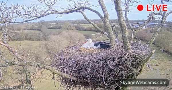 A white stork sitting on a large twig nest in a bare tree, overlooking green English countryside, time-stamped 2025-03-11 11:46:48