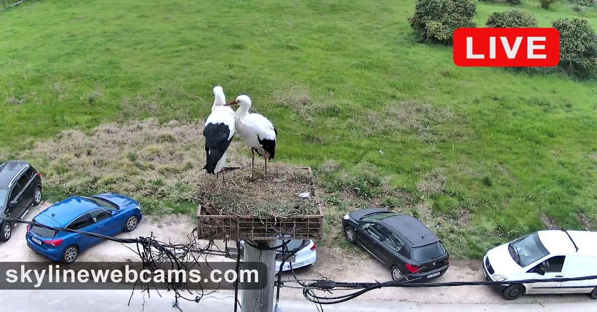 Two white storks standing on a nest atop a utility pole, viewed from above, with parked cars and green grass below