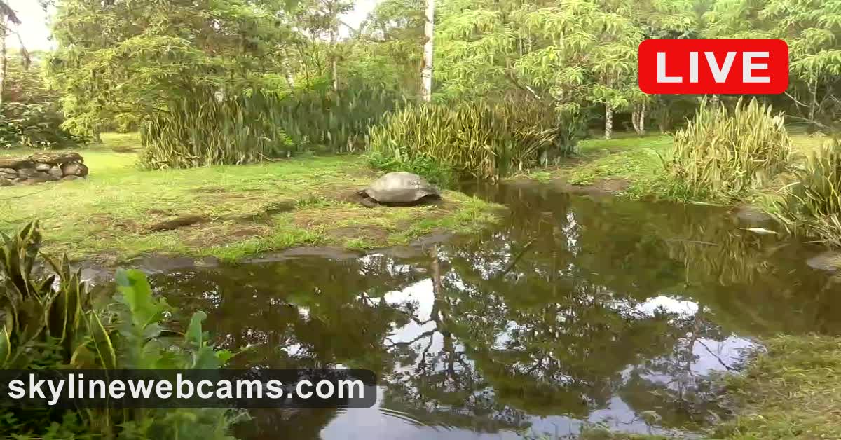 A Galapagos giant tortoise beside a small pond surrounded by tropical vegetation, dense green foliage