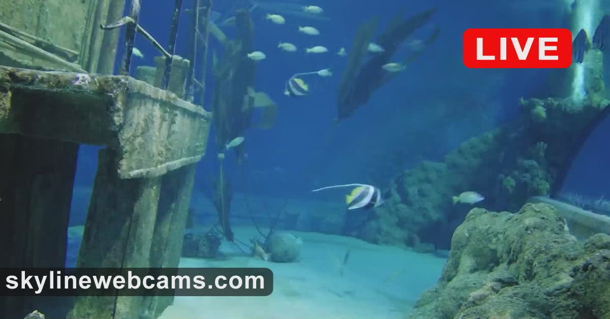 Deep blue aquarium tank with fish swimming among coral and a sunken ship structure, dramatic theatrical lighting from above