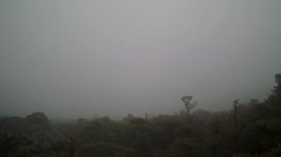 Dense fog over Jeju volcanic landscape, only gnarled tree silhouettes visible