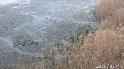 Mudflats at low tide, dried winter reeds, industrial port structures ghosting through mist